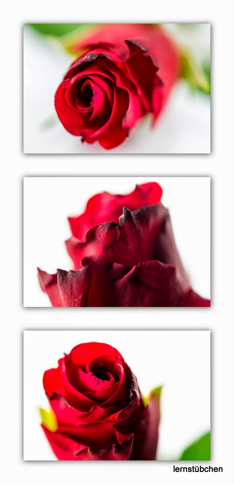 rote Rosen.jpeg